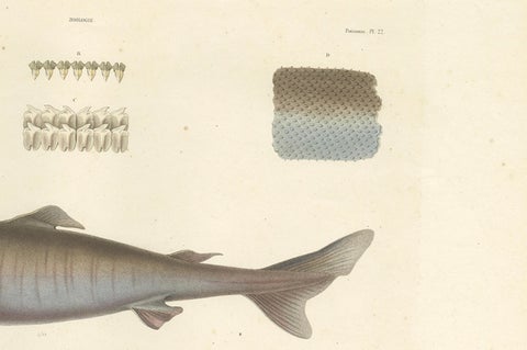 Antique Print of Greenland Shark with Detail Views, Paris, circa 1845, close-up 2