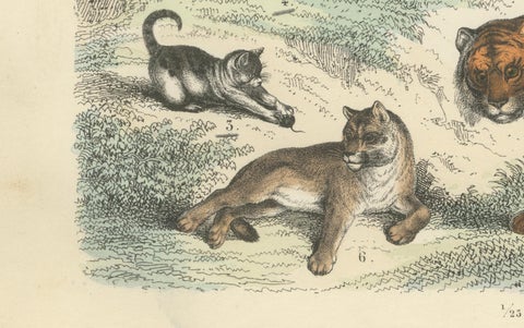 Big Cats & Marsupials Print: Lion, Tiger, Kangaroo, Antique 1867, close-up 1