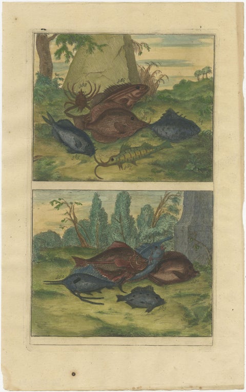 Set of 12 Colored Antique Prints of Various Fishes and Crustaceans, view 2