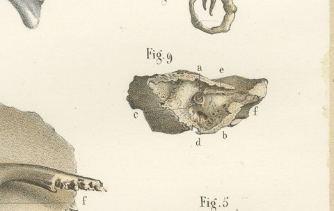 The Temporal Bone and Ear Canal, Antique Hirschfeld Anatomy Print, 1866, view 5