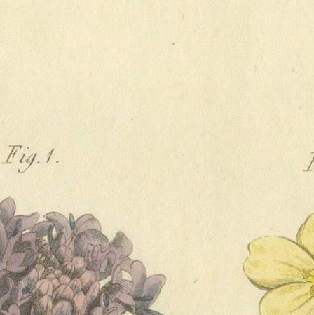 Antique Botanical Engraving of Dyer's Alkanet and Primrose Varieties - 1803, close-up 4