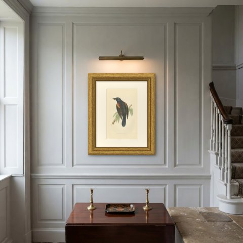 Red Winged Starling or Red Winged Blackbird, Morris Bird Print, 1896, shown framed on a wall