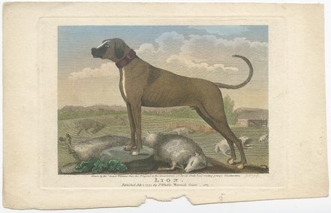 Antique Hand-Colored Print of a Dog Named 'Lion' and Some Dead Sheep, 1797, view 2