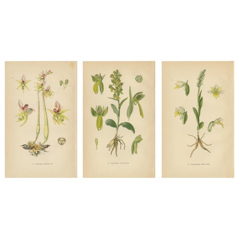 Floral Symphony: Müller's 1904 Botanical Illustrations