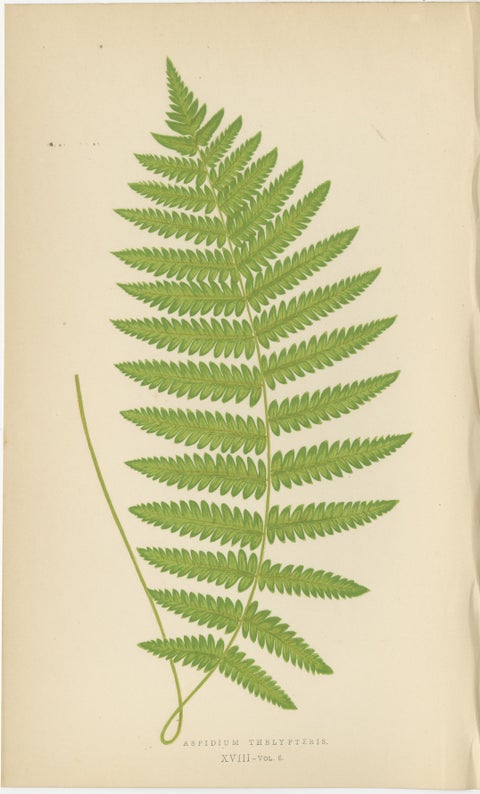 Antique Hand-Colored Fern Prints - Aspidium Aculeatum, Oreopteris & Thelypteris, view 4
