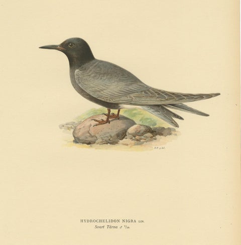 Antique Bird Print of the Black Tern by Von Wright, 1917, view 3