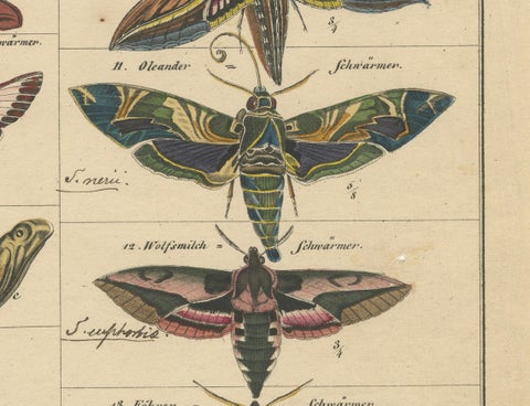Wondrous Moths and Hawkmoths, Hand-Colored 19th-Century Natural History Print, close-up 6