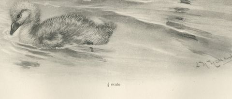 Mute Swan and Cygnet, Antique Bird Print after Lilian Medland, circa 1909, close-up 1