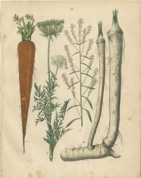 Antique Root and Medicinal Plant Prints, Botanical Studies, Germany 1852, view 2