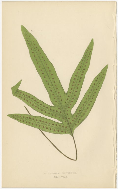 Collection of 10 Original Antique Tropical Fern Lithographs by E.J. Lowe, 1856, view 5