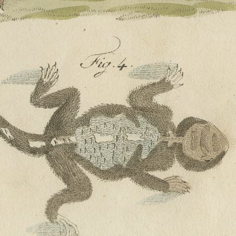 Skink and Grey Lizards, Antique Bertuch Print, Vienna, circa 1805, close-up 5