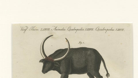 Antique Wild Buffalo & Long Horns Engraving, Bertuch, c. 1810, close-up 3