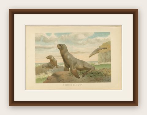 Coastal Wildlife Print, 19th Century Sea Lion Ocean Scene, Soft Pastels, 1894, shown framed