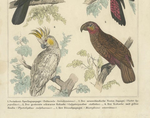 Set of 2 Antique Prints of Parrots, Lories and other Birds, close-up 4
