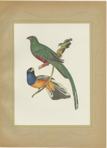 Quetzal and Trogon, Brazilian Bird Print, Descourtilz, 1944, view 2