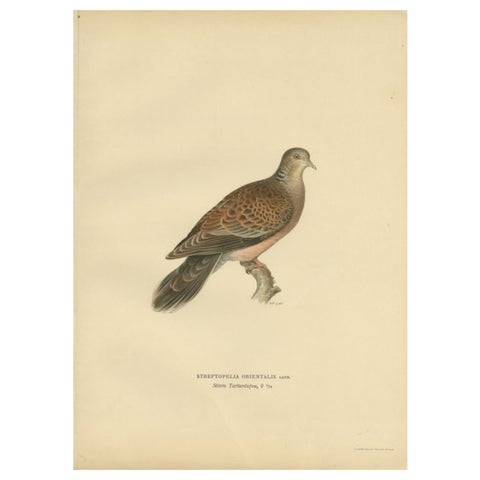 Antique Bird Print of the Oriental Turtle Dove, 1929