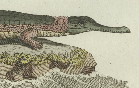 Original Antique Print of American Crocodile and Gharial by Bertuch, 1802, close-up 1