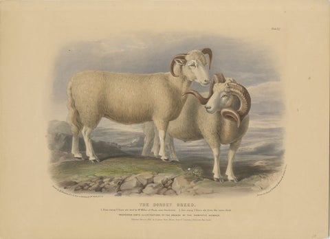 Old Lithograph of a Ram and Ewe of the Dorset Breed - 1841, view 2