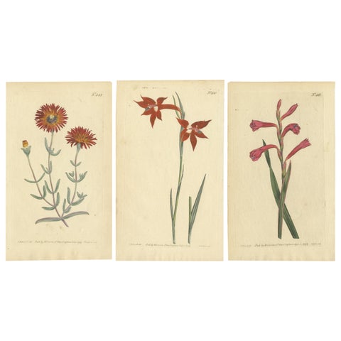 Antique Prints of Red Gladiolus, Purple Gerbera Daisy and Pink Canna Lily, 1799