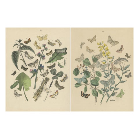 Victorian Moth Illustrations by William Forsell Kirby, 1882