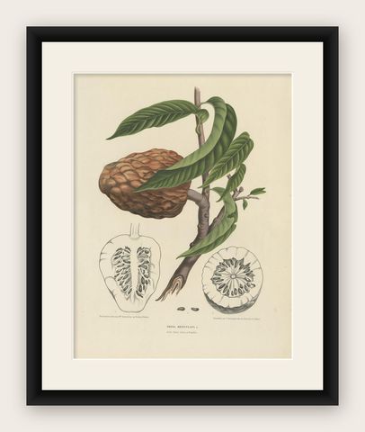 Annona Reticulata, Custard Apple Botanical Lithograph c.1864, shown framed