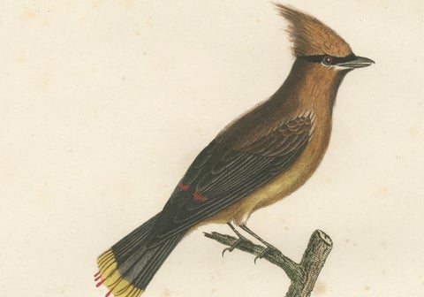 1807 Cedar Waxwing Print - Original Handcolored Bird Illustration by Vieillot, close-up 2