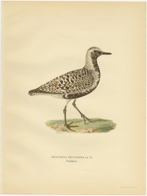 Antique Bird Print of the Grey Plover by Von Wright, 1929, view 3