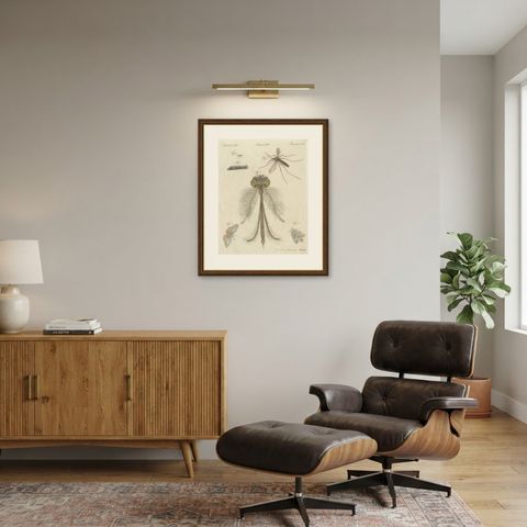 Gnat with Magnified Feathered Head, Antique Bertuch Print, circa 1805, shown framed in a room
