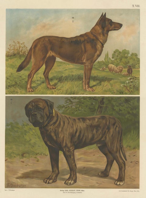 Large Antique Dog Poster, Shepherd and Mastiff by Briedwiser c.1880, close-up 1