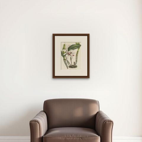 Stelzner's Laelia Orchid: Hand-Colored Lithograph by Louis van Houtte, 1855, shown framed on a wall
