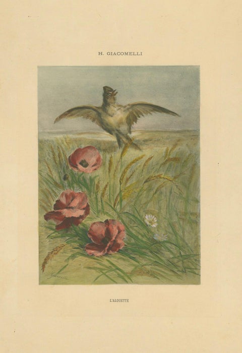 Lark Among Poppies - Exquisite Giacomelli Ornithological Print, Circa 1891, close-up 4