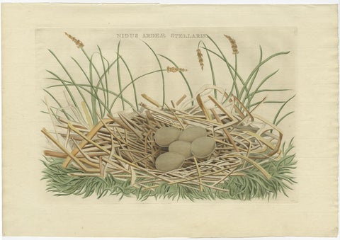 Birds Nest and Eggs of the Eurasian Bittern or Great Bittern, 1770, view 2