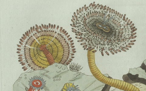 Original Antique Print of Marine Worms and Polyps by Bertuch, 1805, close-up 2