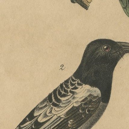 Antique Bird Print of an Aracari Toucan and an Australian Magpie Bird, ca.1830, close-up 2