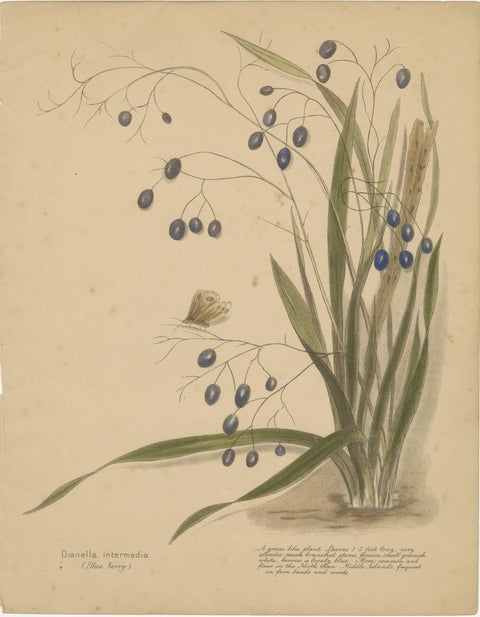 New Zealand Native Berry Plants, Set of Three Hand-Colored Lithographs, 1890, view 4