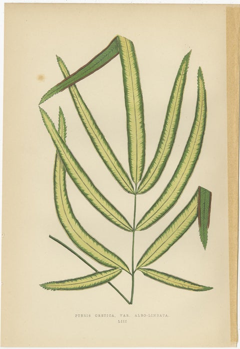 Set of 6 Botany Prints, Caladium Verschaffelt, Cordyline Indivisa, 1891, view 6