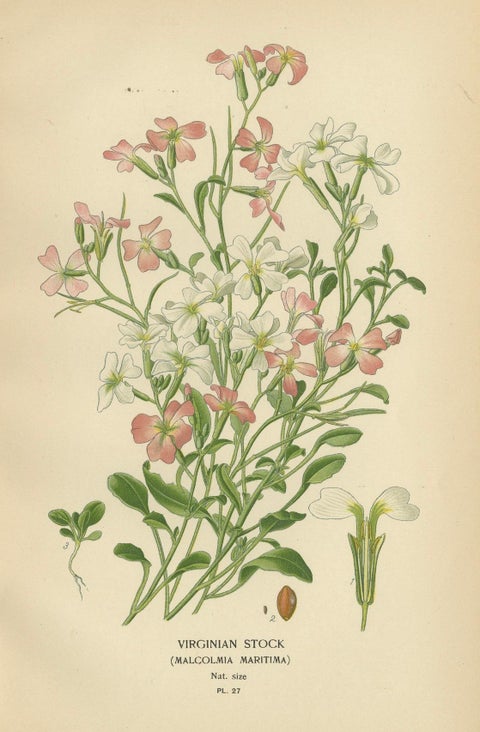 Ephemeral Blossoms: Treasures from 'Favourite Flowers of Garden and Greenhouse', close-up 3