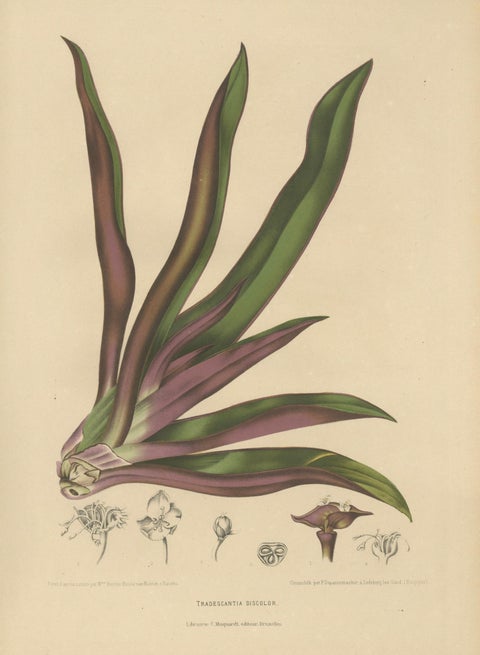 Original Antique Botanical Chromolithograph of Oyster Plant, c.1880, close-up 1