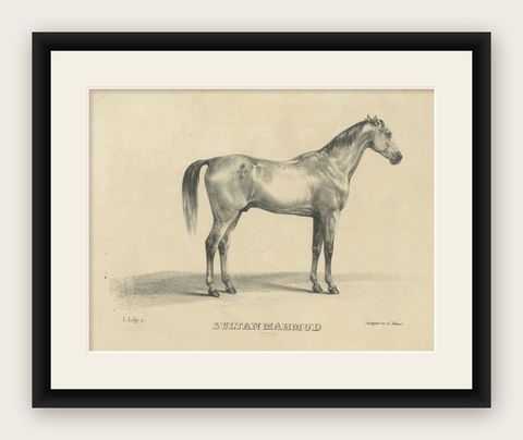 Antique Arabian Horse Lithograph Sultan Mahmoud, Stuttgart 1846, shown framed