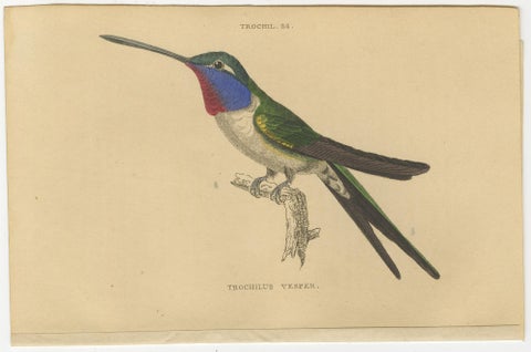 Set of 6 Antique Bird Prints, Evening Hummingbird, by Jardine, '1837', view 5