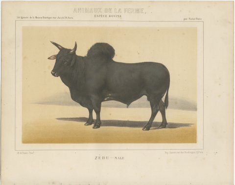 Zebu Bull, Humped Cattle Chromolithograph by Olivier de Penne, 1863, view 2