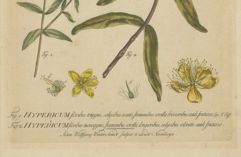 Exquisite 1755 St. John's Wort Botanical Engraving by Philip Miller, close-up 1