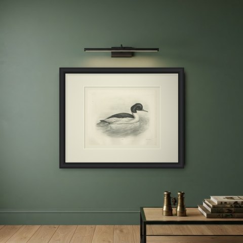 Goosander Drake Swimming, Plate CXCI after Lilian Medland, c. 1909, shown framed on a wall