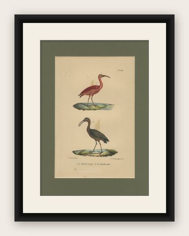 Scarlet Ibis & Glossy Ibis, Antique hand-coloured lithograph, c.1828, shown framed