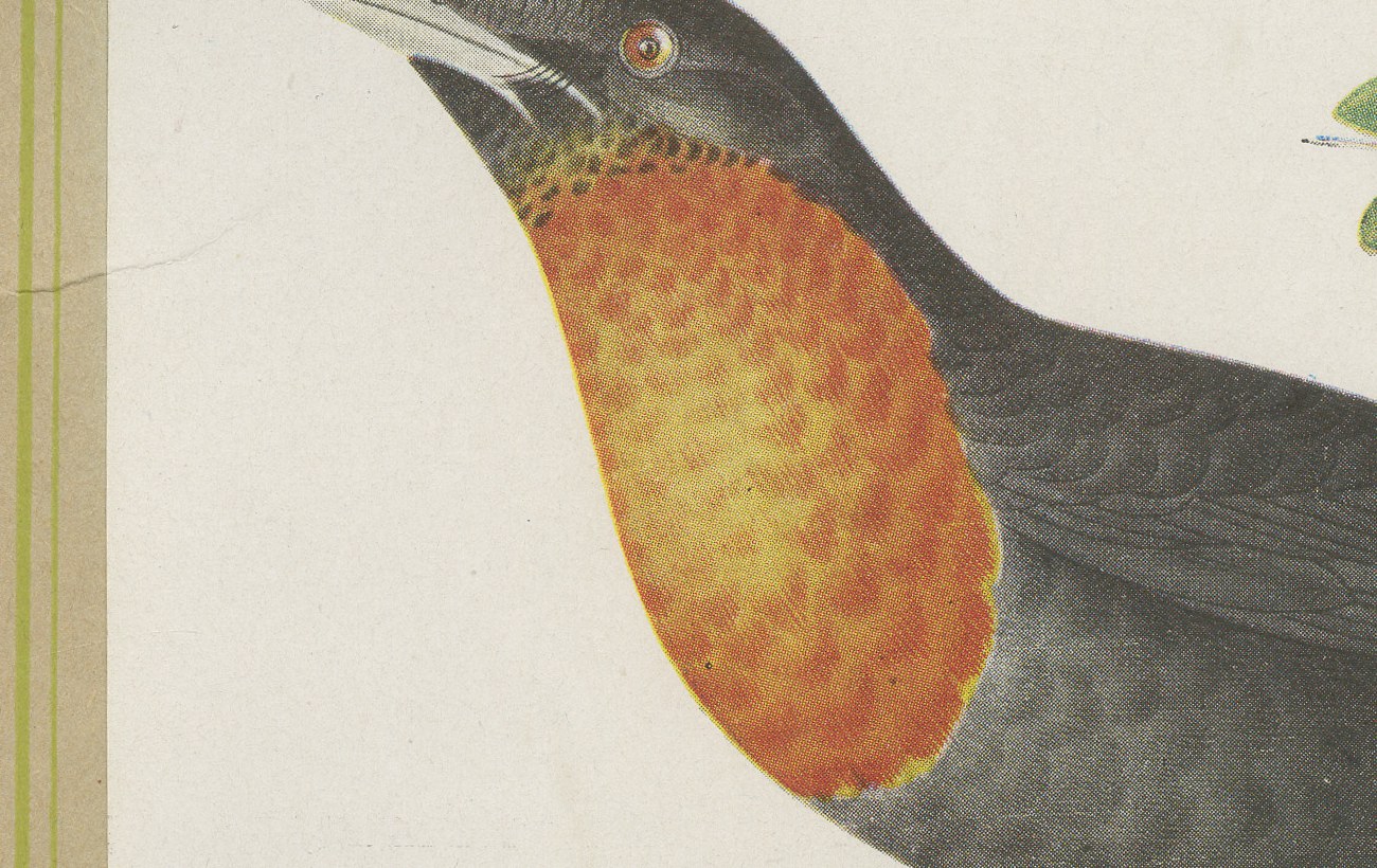 Thrushes, Brazilian Bird Print, Descourtilz, 1944, view 4