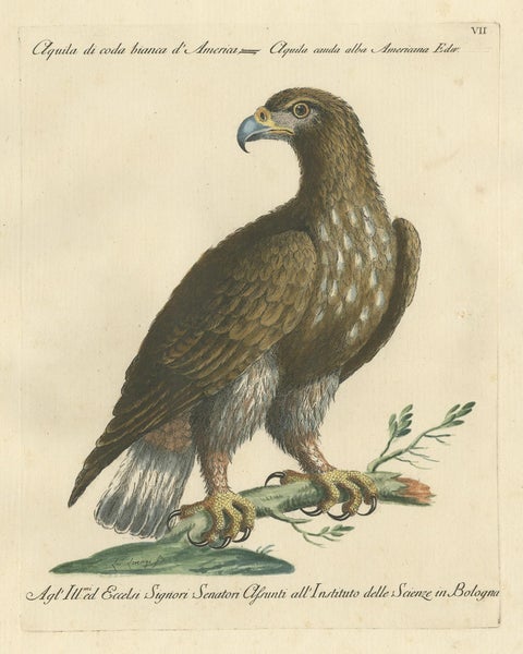 Antique Bird Print of a White-Tailed Eagle by Manetti, circa 1770, view 4