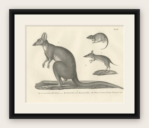 Rare 19th-Century Lithograph of Marsupials Showing the Potoroo and Kangaroo Rat, shown framed