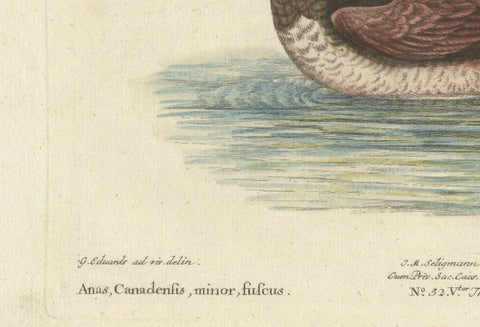 Hand-Colored Engraving of the Small Brown and White Duck by Seligmann, c.1770, close-up 1