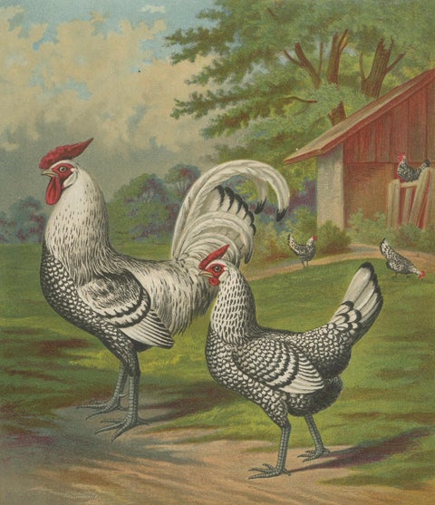 The Refined Silver Spangled Hamburg Chicken - A 19th Century Poultry Lithograph, close-up 4