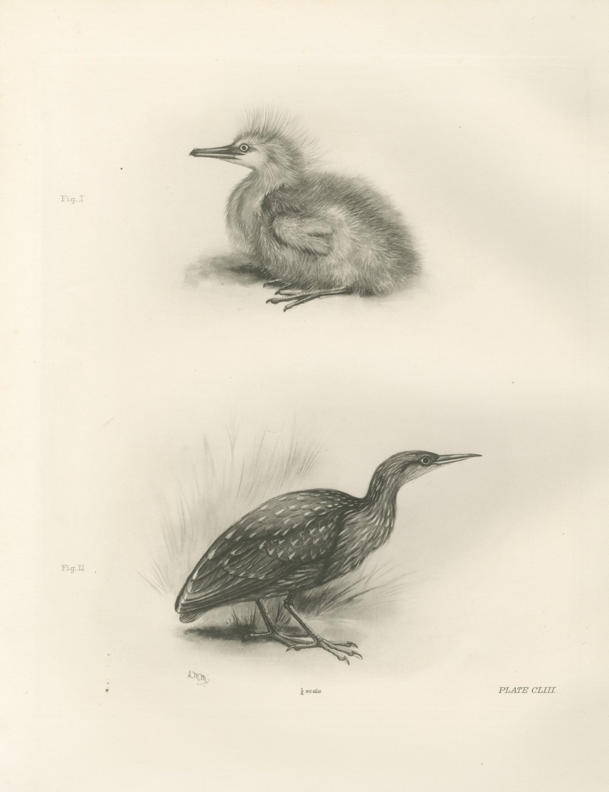 Night Heron Chick and Spotted Juvenile after Lilian Medland, c. 1909